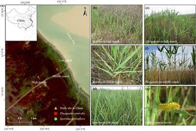 Coastal exotic plant serves as a habitat for a notorious wetland pest in unfavorable seasons: A case study of exotic Spartina alterniflora in China